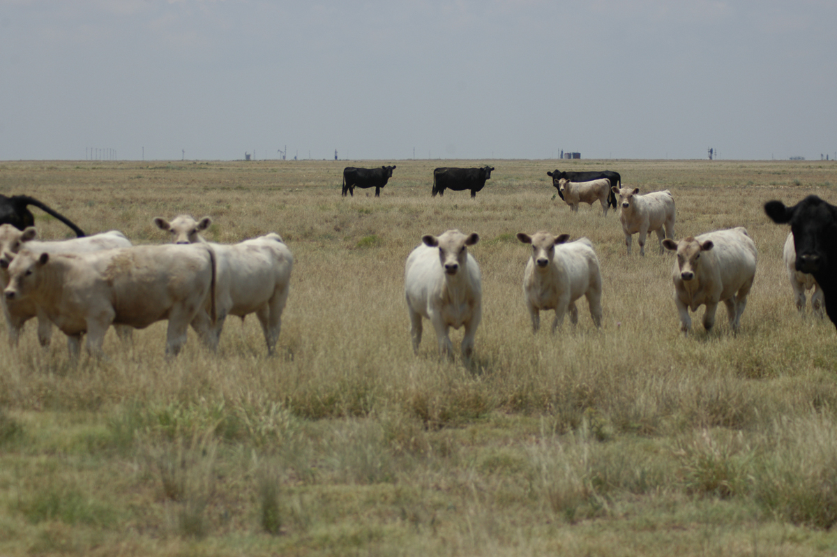 crossbred calves